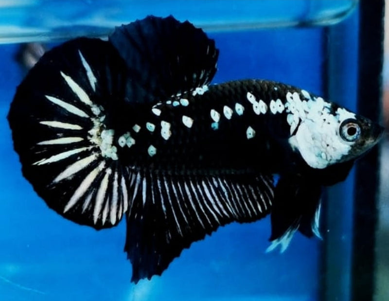 Premium Plakat Male Betta Samurai, Mamba (CBM-1043) BUY 4 GET 1 FREE! MIX & MATCH