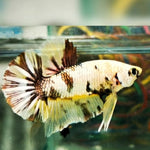 Yellow Galaxy/Fancy Koi Male Plakat Betta Our Choice (CBM-1121)