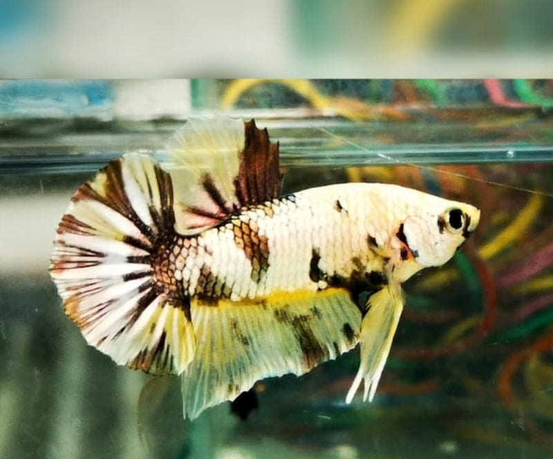 Yellow Galaxy/Fancy Koi Male Plakat Betta (CBM-1121) BUY 4 GET 1 FREE! MIX & MATCH