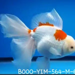 Live Fancy Goldfish Premium Select Our Choice Giant BREED Special Red and White Thai Oranda GROW UP TO 5.5-7'' BODY(CGF-053)