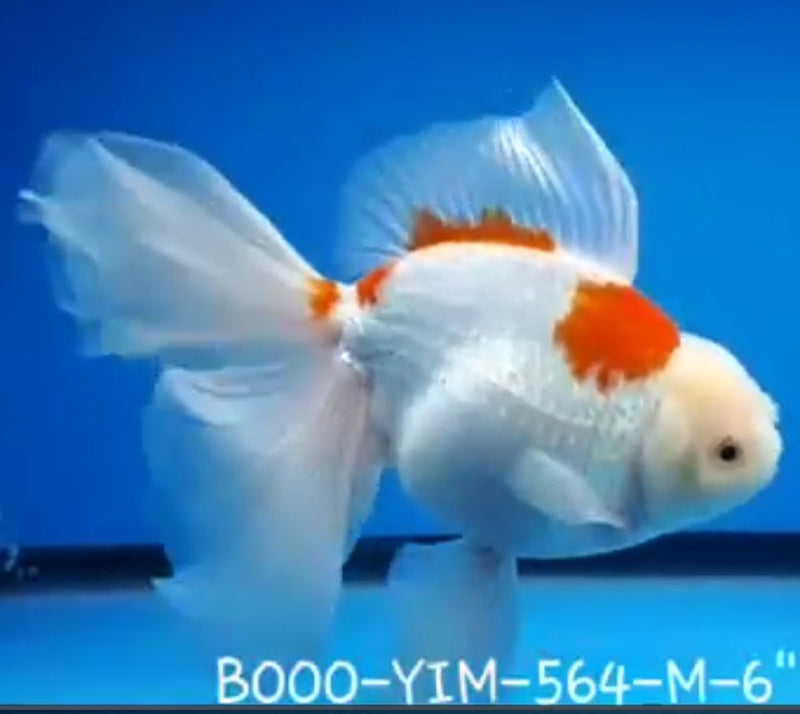 Live Fancy Goldfish Premium Select Our Choice Giant BREED Special Red and White Thai Oranda GROW UP TO 5.5-7'' BODY(CGF-053)