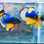 Live Freshwater Betta Male Plakat Premium Quality Multi Color Mustard Mustard Our Choice (CBM-1037)