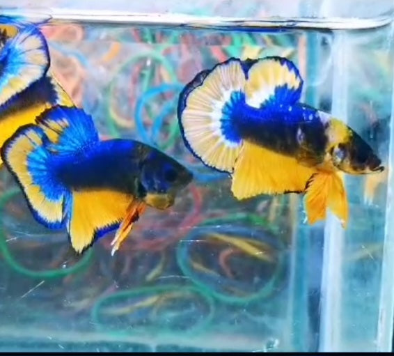 Live Freshwater Betta Male Plakat Premium Quality Multi Color Mustard Mustard Our Choice (CBM-1037)