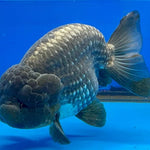 Live Fancy Goldfish Premium Select Our Choice Big Head Thai Lionchu Steel Blue and Silver Grow up to Over 5'' BODY(CGF-071)