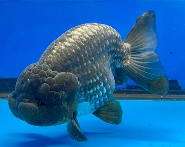 Live Fancy Goldfish Premium Select Our Choice Big Head Thai Lionchu Steel Blue and Silver Grow up to Over 5'' BODY(CGF-071)