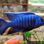 Live Freshwater Cichlid Blue Peacock  (Aulonocara nyassae) (CHD-114)U009