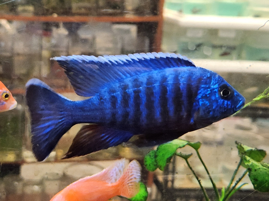 Live Freshwater Cichlid Blue Peacock  (Aulonocara nyassae) (CHD-114)U009