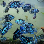 Live Freshwater Aquarium Electric Blue Jack Dempsey American Cichlid (Cichlasoma Octoasciatum) (CHD-148)U029