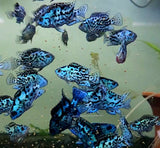 Live Freshwater Aquarium Electric Blue Jack Dempsey American Cichlid (Cichlasoma Octoasciatum) (CHD-148)U029