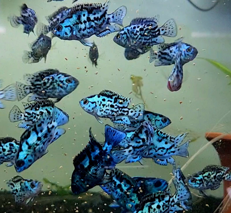 Live Freshwater Aquarium Electric Blue Jack Dempsey American Cichlid (Cichlasoma Octoasciatum) (CHD-148)U029