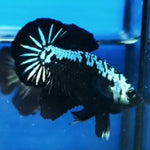 Premium Plakat Male Betta Samurai, Mamba Our Choice (CBM-1043)