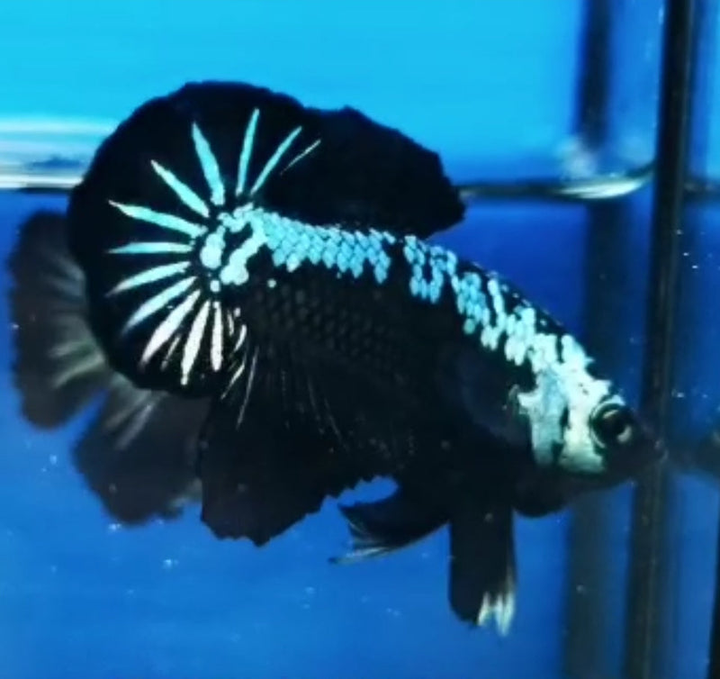 Premium Plakat Male Betta Samurai, Mamba (CBM-1043) BUY 4 GET 1 FREE! MIX & MATCH