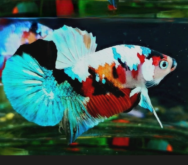 Koi Betta Betta Fish Female And Male Together Male Betta Koi