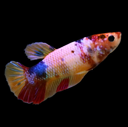 Live Aquarium Betta Fish Candy Koi Plakat Our Choice (CBG-026) R7B02