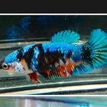 Live Aquarium Betta Fish Black Galaxy Koi Plakat Our Choice (CBG-016) R7A06