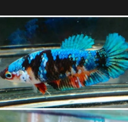 Live Aquarium Betta Fish Black Galaxy Koi Plakat Our Choice (CBG-016) R7A06