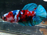 Live Betta Fish Red Galaxy Koi Plakat Our Choice (CBG-024) R7B01