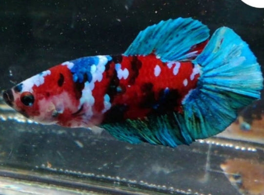 Live Betta Fish Red Galaxy Koi Plakat | BUY 4 GET 1 FREE!(CBG-024) R7B01