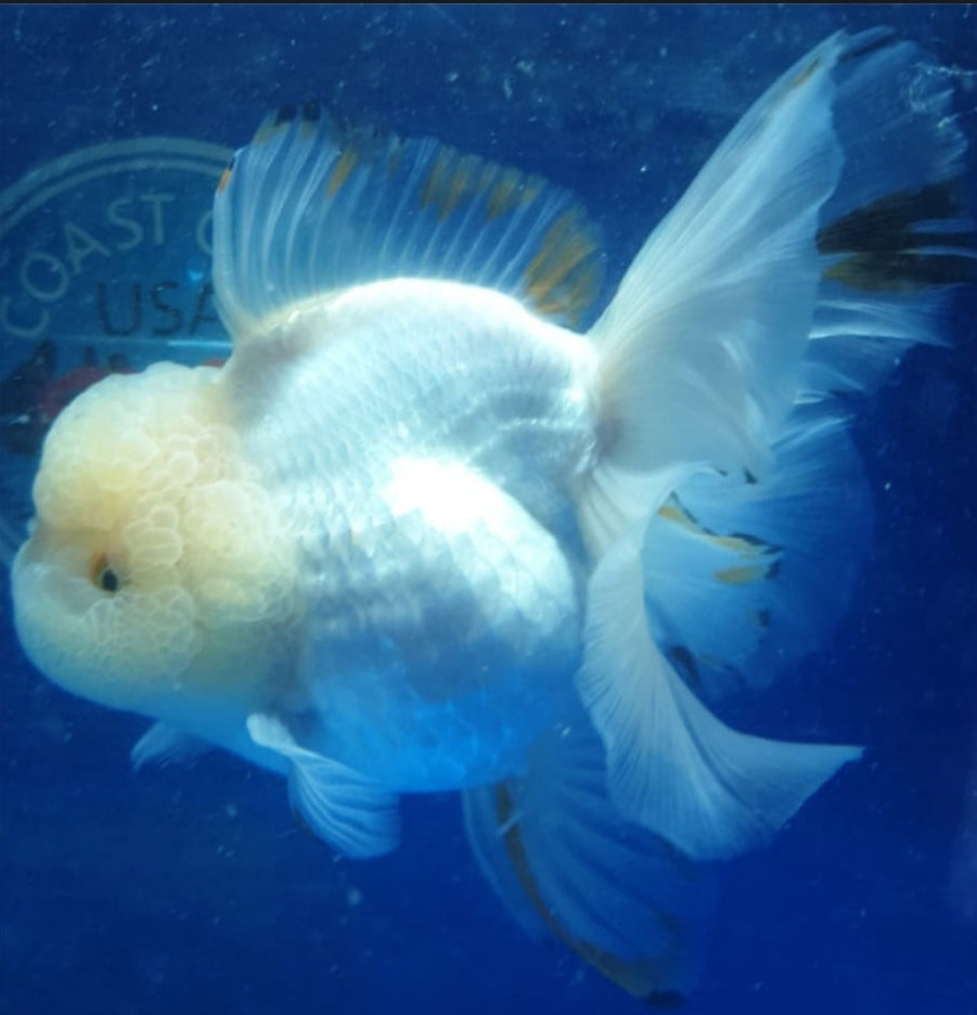 Live Fancy Goldfish Premium Select Our Choice Short Body SMALL BREED White Thai Oranda GROW UP TO 2.5-3.5'' BODY (CGF-029)