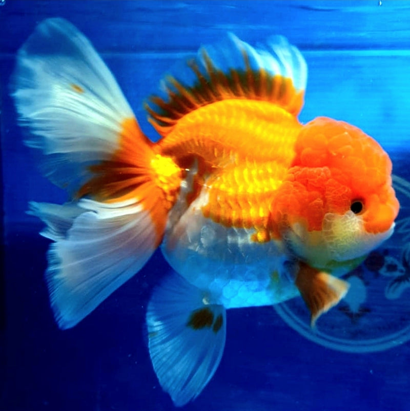 Live Fancy Goldfish Premium Select Our Choice Short Body SMALL BREED Red/White Thai Oranda GROW UP TO 2.5-3.5'' BODY (CGF-025)