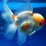 Live Fancy Goldfish Premium Select Our Choice Short Body SMALL BREED Red/White Thai Oranda GROW UP TO 2.5-3.5'' BODY (CGF-025)