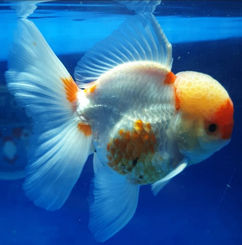 Live Fancy Goldfish Premium Select Our Choice Short Body SMALL BREED Red/White Thai Oranda GROW UP TO 2.5-3.5'' BODY (CGF-025)