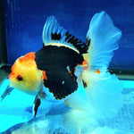 Live Fancy Goldfish Premium Select Our Choice MEDIUM SIZE BREED Special TRI Color Thai Oranda GROW UP TO 4-4.5'' BODY(CGF-038)