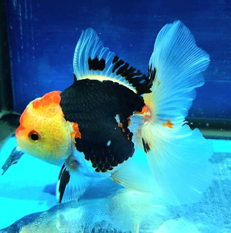 Live Fancy Goldfish Premium Select Our Choice MEDIUM SIZE BREED Special TRI Color Thai Oranda GROW UP TO 4-4.5'' BODY(CGF-038)