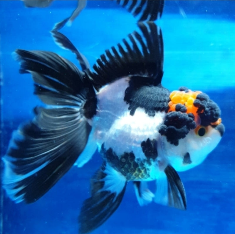 Live Fancy Goldfish Premium Select Our Choice MEDIUM SIZE BREED Special TRI Color Thai Oranda GROW UP TO 4-4.5'' BODY(CGF-038)