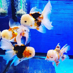 Live Fancy Goldfish Premium Select Our Choice MEDIUM SIZE BREED Special TRI Color Thai Oranda GROW UP TO 4-4.5'' BODY(CGF-038)