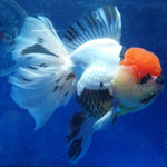 Live Fancy Goldfish Premium Select Our Choice MEDIUM SIZE BREED Special TRI Color Thai Oranda GROW UP TO 4-4.5'' BODY(CGF-038)