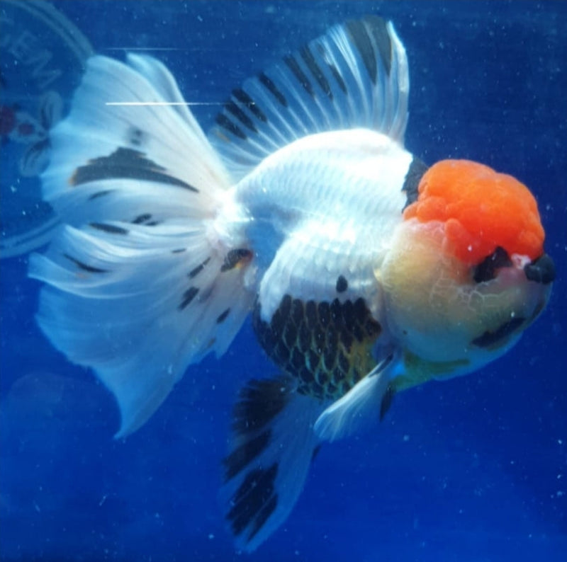 Live Fancy Goldfish Premium Select Our Choice MEDIUM SIZE BREED Special TRI Color Thai Oranda GROW UP TO 4-4.5'' BODY(CGF-038)