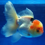 Live Fancy Goldfish Premium Select Our Choice MEDIUM SIZE BREED Special TRI Color Thai Oranda GROW UP TO 4-4.5'' BODY(CGF-038)