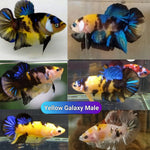Yellow Galaxy/Fancy Koi Male Plakat Betta Our Choice (CBM-1121)