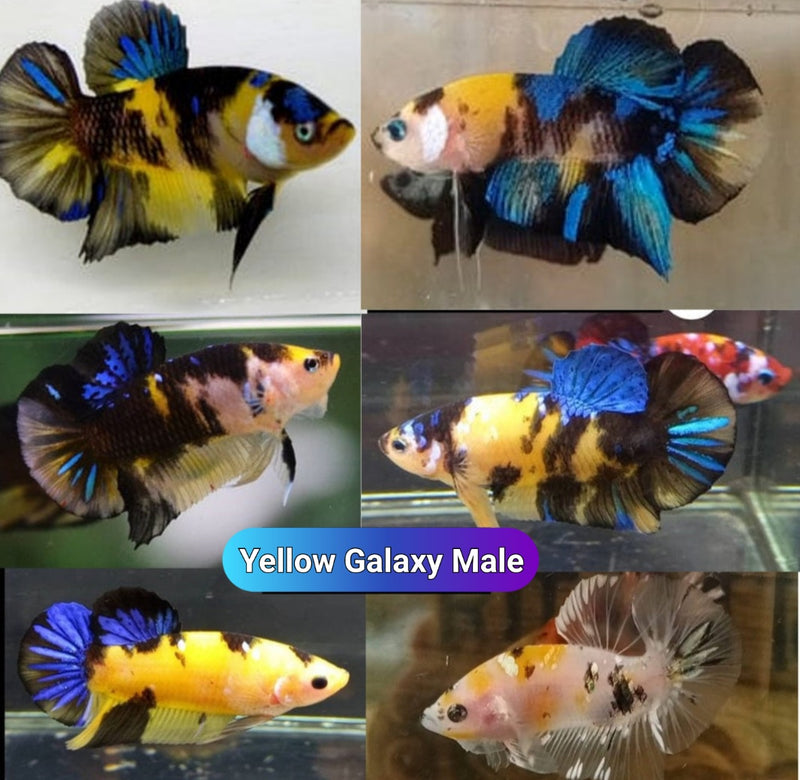 Yellow Galaxy/Fancy Koi Male Plakat Betta (CBM-1121) BUY 4 GET 1 FREE! MIX & MATCH