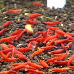 Live Freshwater Aquarium Fancy Bloody Mary Shrimp Premium Quality 10/$30, 20/$50 (Neocaridina sp.)(FS-010)