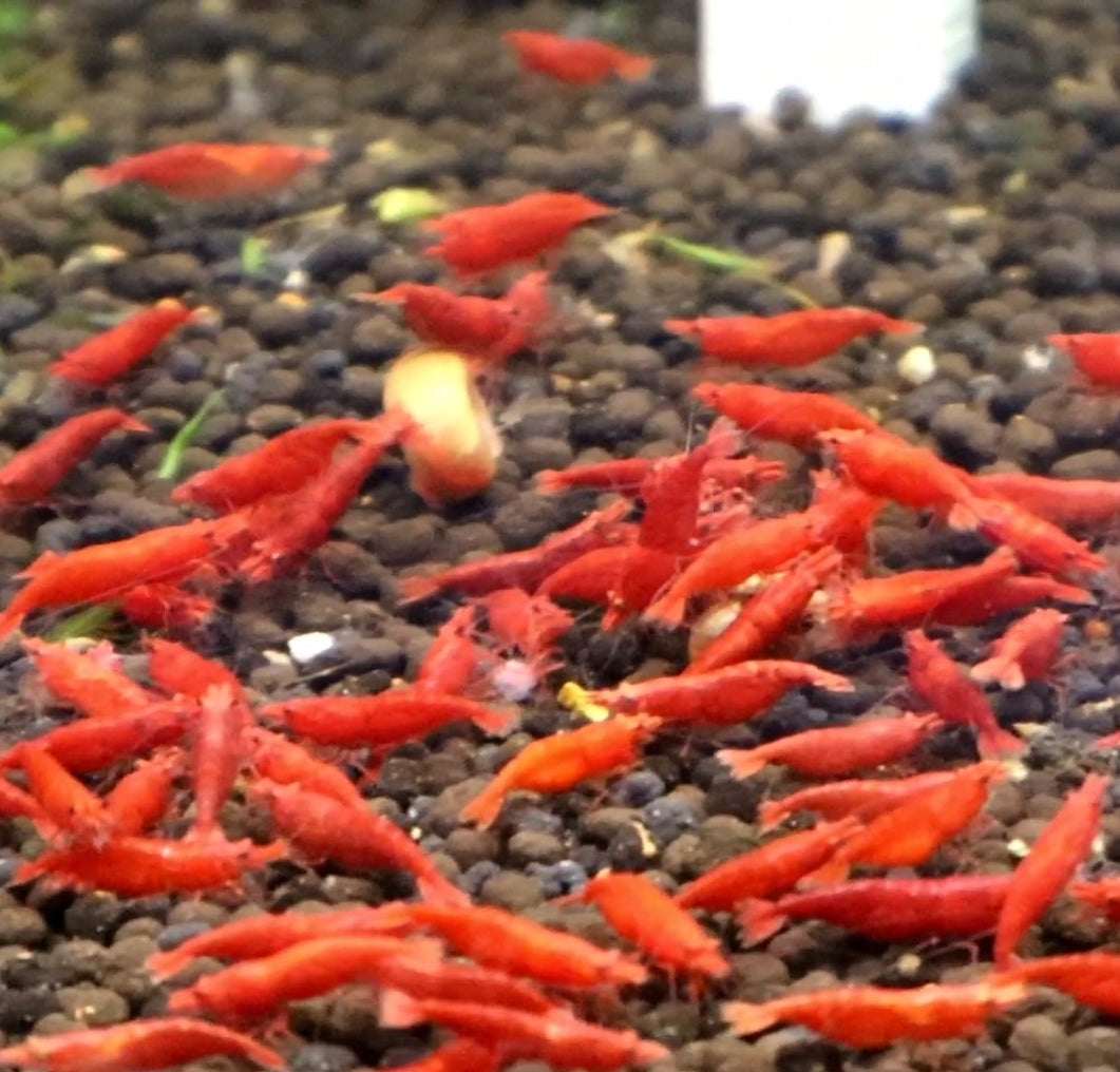 Live Freshwater Aquarium Fancy Bloody Mary Shrimp Premium Quality 10/$30, 20/$50 (Neocaridina sp.)(FS-010)
