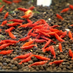 Live Freshwater Aquarium Fancy Bloody Mary Shrimp Premium Quality 10/$30, 20/$50 (Neocaridina sp.)(FS-010)