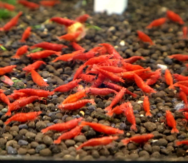 Live Freshwater Aquarium Fancy Bloody Mary Shrimp Premium Quality 10/$25, 20/$40 (Neocaridina sp.)(FS-010)