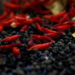 Live Freshwater Aquarium Fancy Bloody Mary Shrimp Premium Quality 10/$30, 20/$50 (Neocaridina sp.)(FS-010)