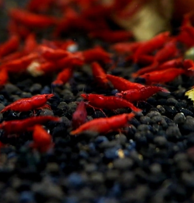Live Freshwater Aquarium Fancy Bloody Mary Shrimp Premium Quality 10/$30, 20/$50 (Neocaridina sp.)(FS-010)