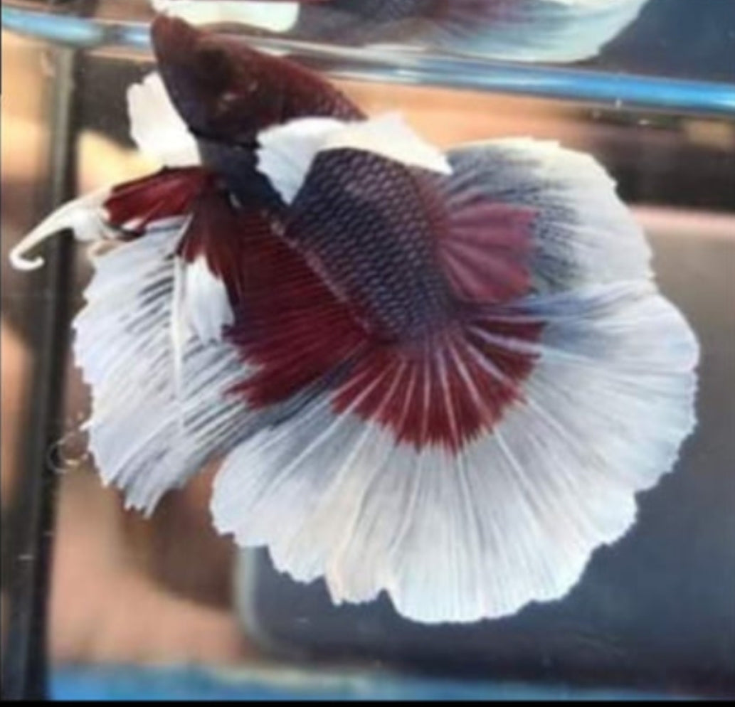 Red Pink Dumbo Halfmoon Male Betta Our Choice (CBM-1098)