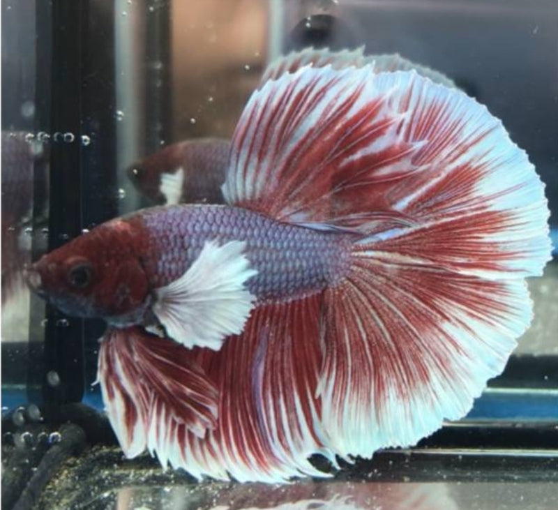 Red Pink Dumbo Halfmoon Male Betta (CBM-1098 GROUP)** Our Choice BUY 4 GET 1 FREE MIX & MATCH