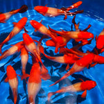 Live Fancy Guppy Fish Premium Quality Albino Red Koi (CGP-012) - Coast Gem USA