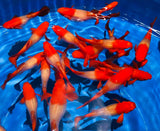 Live Fancy Guppy Fish Premium Quality Albino Red Koi (CGP-012) - Coast Gem USA