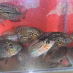 Live Fish American Cichlid SUPER RED TEXAS Fry 1.00-2.00 inch (CHD-049)
