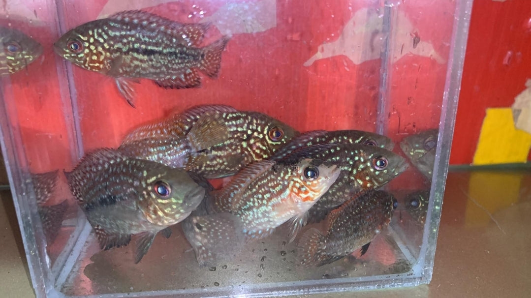 Live Fish American Cichlid SUPER RED TEXAS Fry 1.00-2.00 inch (CHD-049)
