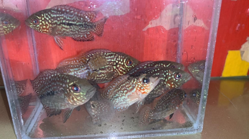 Live Fish American Cichlid SUPER RED TEXAS Fry 1.00-2.00 inch (CHD-049)