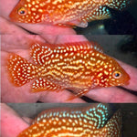 Live Fish American Cichlid SUPER RED TEXAS Fry 1.00-2.00 inch (CHD-049)