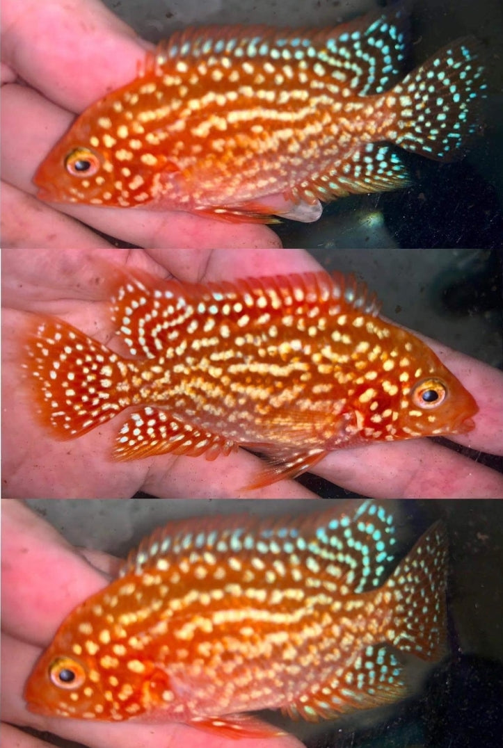 Live Fish American Cichlid SUPER RED TEXAS Fry 1.00-2.00 inch (CHD-049)